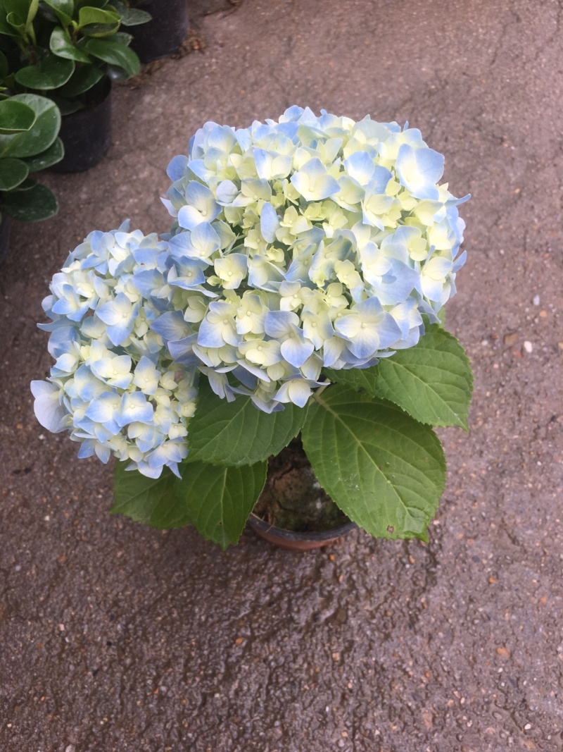 精品双色绣球美国品种，花朵大，花期长