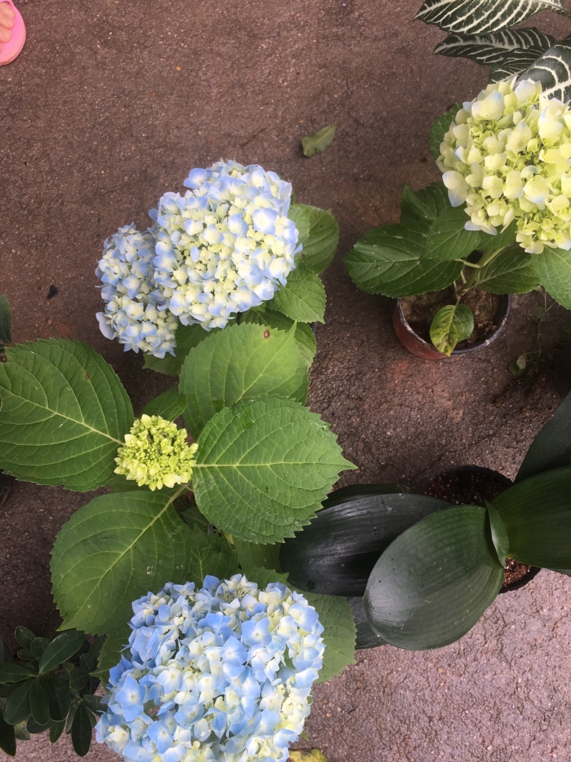 精品双色绣球美国品种，花朵大，花期长