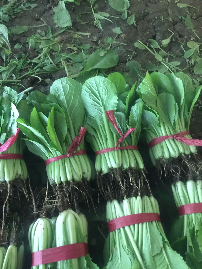 小白菜大量大量需要的朋友请联系我一下