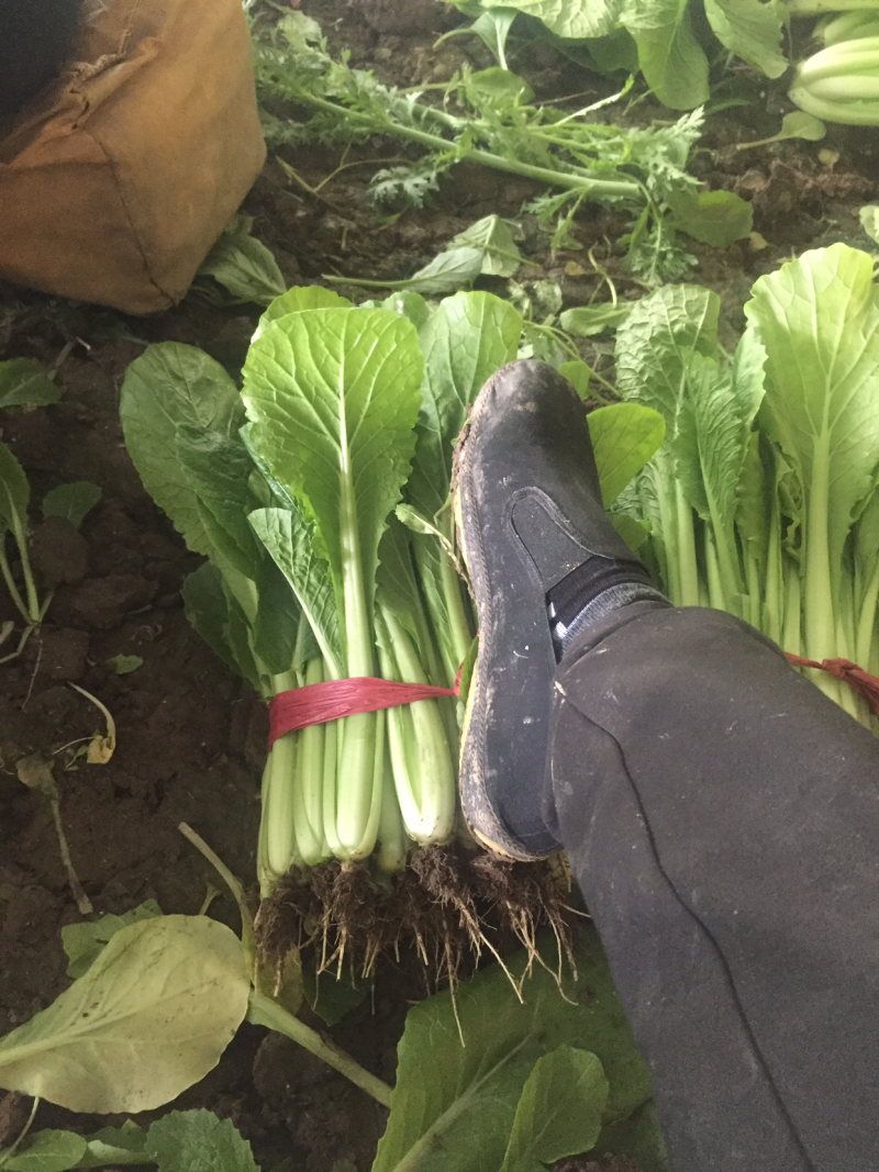 小白菜大量大量需要的朋友请联系我一下