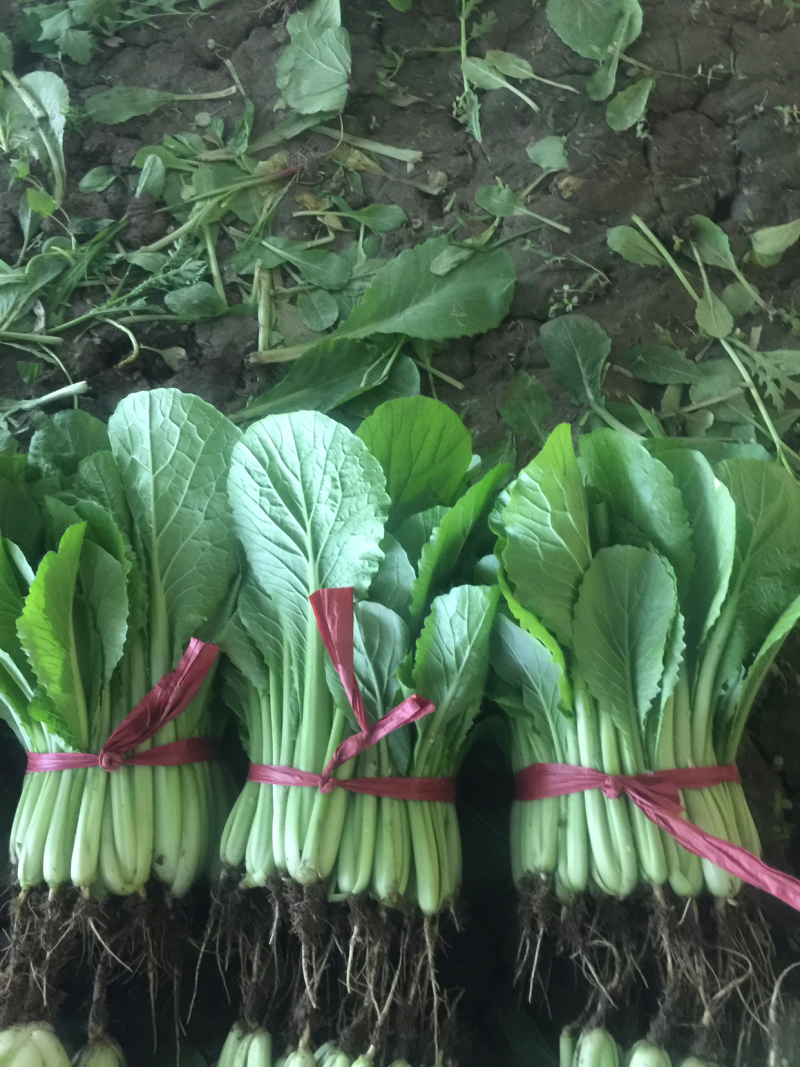 小白菜大量大量需要的朋友请联系我一下
