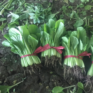 小白菜大量大量需要的朋友请联系我一下