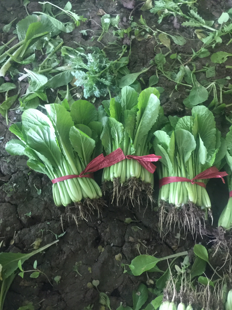 小白菜大量大量需要的朋友请联系我一下