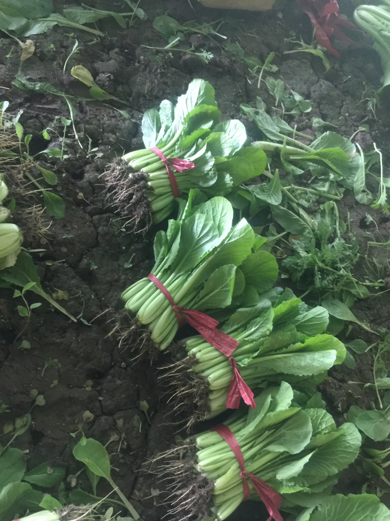 小白菜大量大量需要的朋友请联系我一下