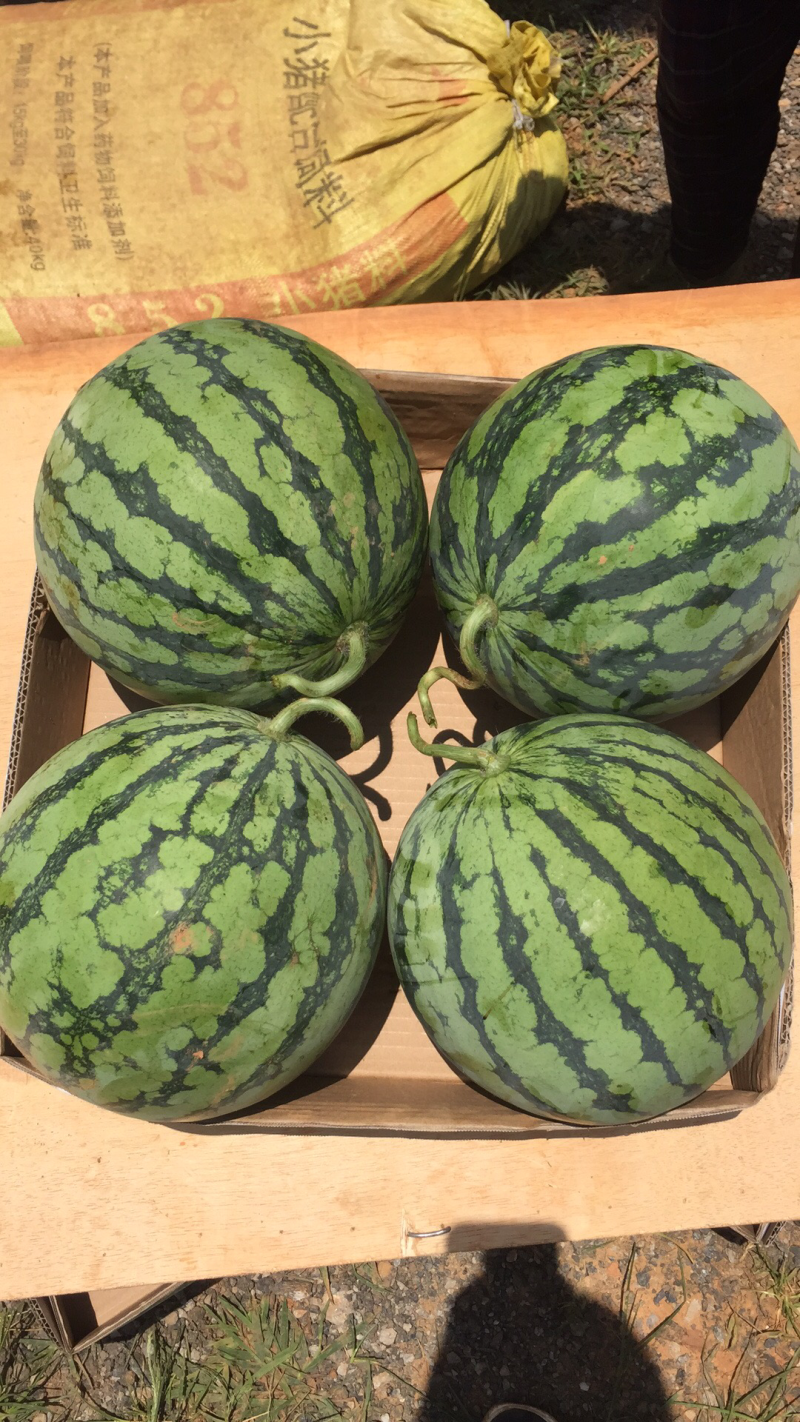 8424精品大棚、露天西瓜
