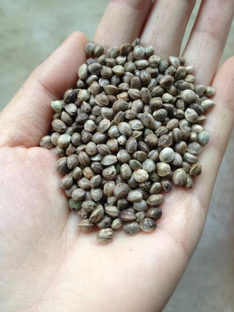 火麻子火麻仁，精选干净无杂