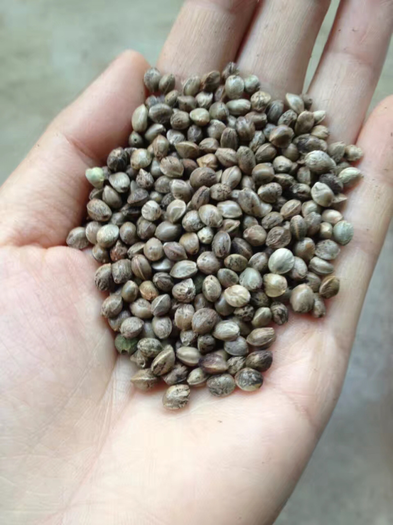 火麻子火麻仁，精选干净无杂