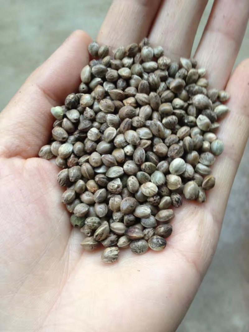 火麻子火麻仁，精选干净无杂