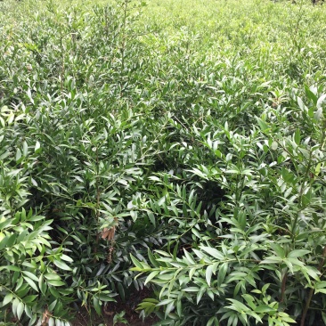 竹柏大小苗，多种规格，1234公分左右大量