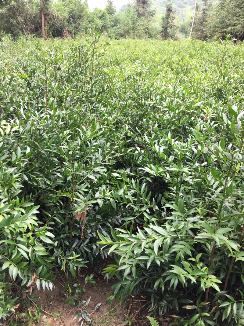 竹柏大小苗，多种规格，1234公分左右大量