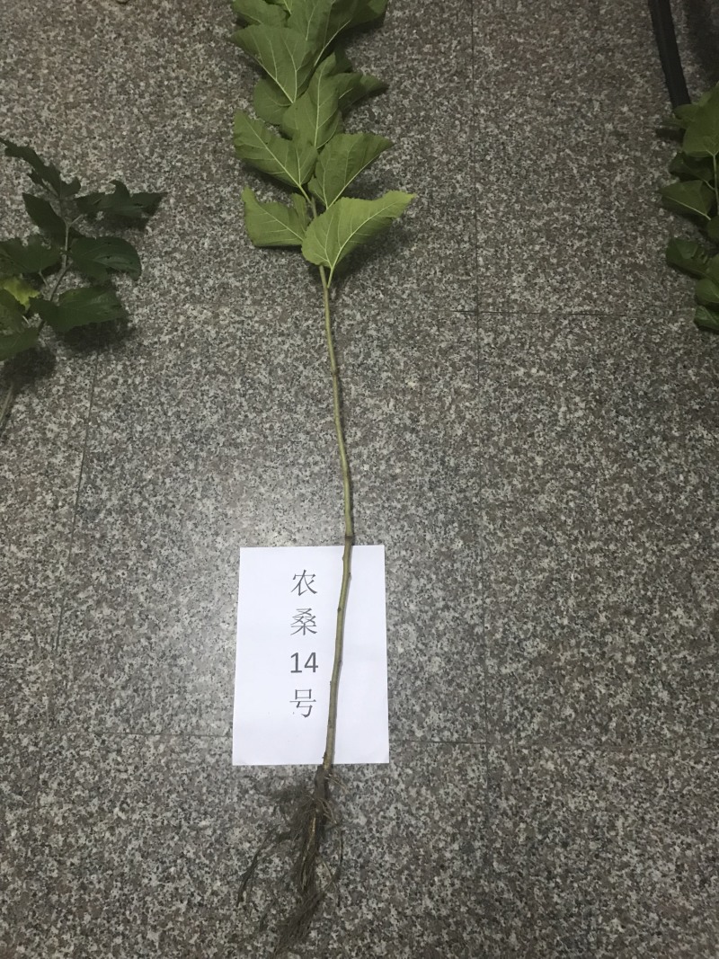 桑树，农桑14号叶子非常大，养蚕非常好的品种
