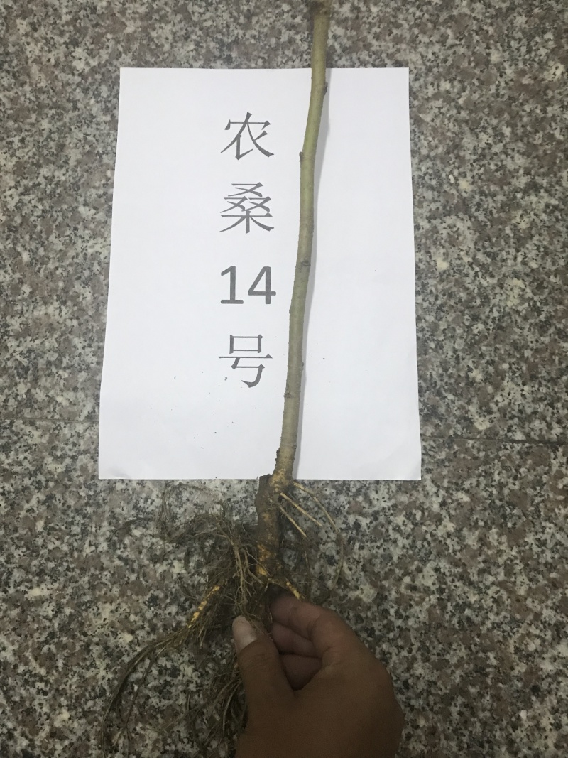 桑树，农桑14号叶子非常大，养蚕非常好的品种