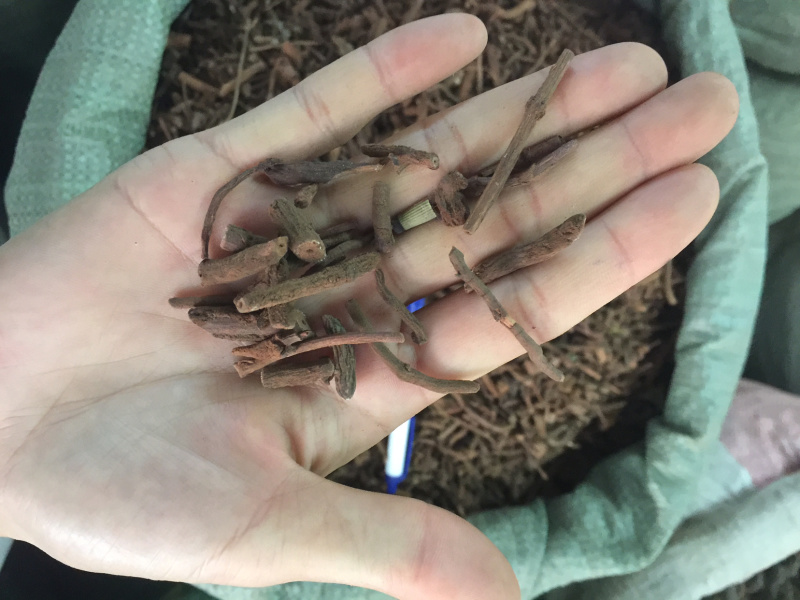 茜草纯根茜草无硫各种规格切段、整条无阳枝