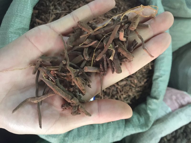 茜草纯根茜草无硫各种规格切段、整条无阳枝