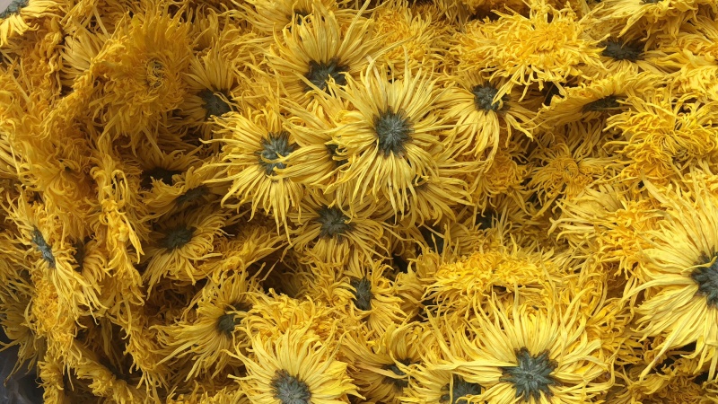 精品金丝皇菊