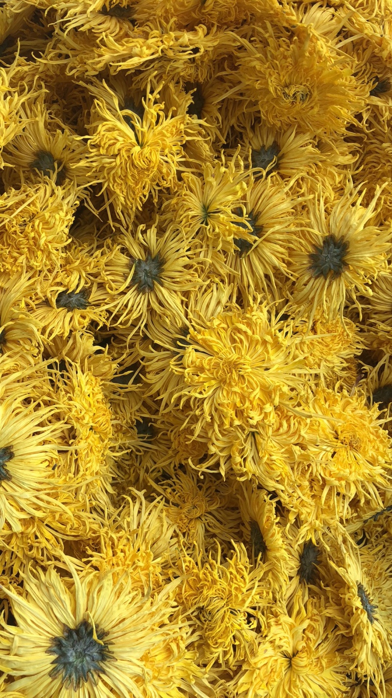 精品金丝皇菊
