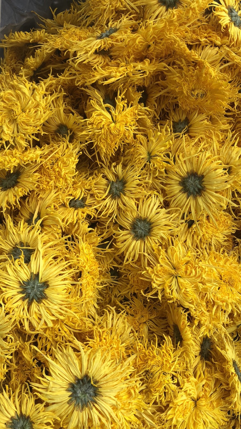 精品金丝皇菊