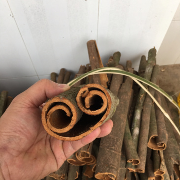 桂皮