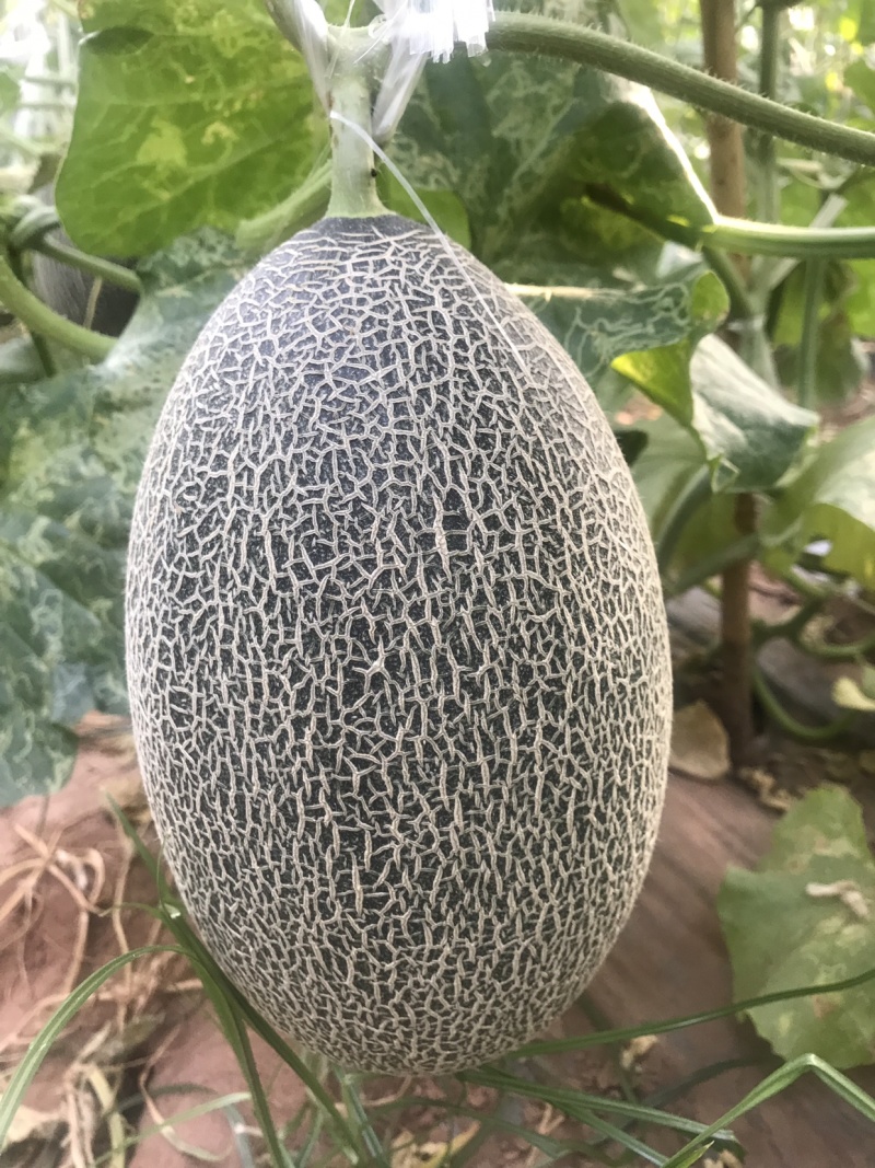 四川攀枝花米易县