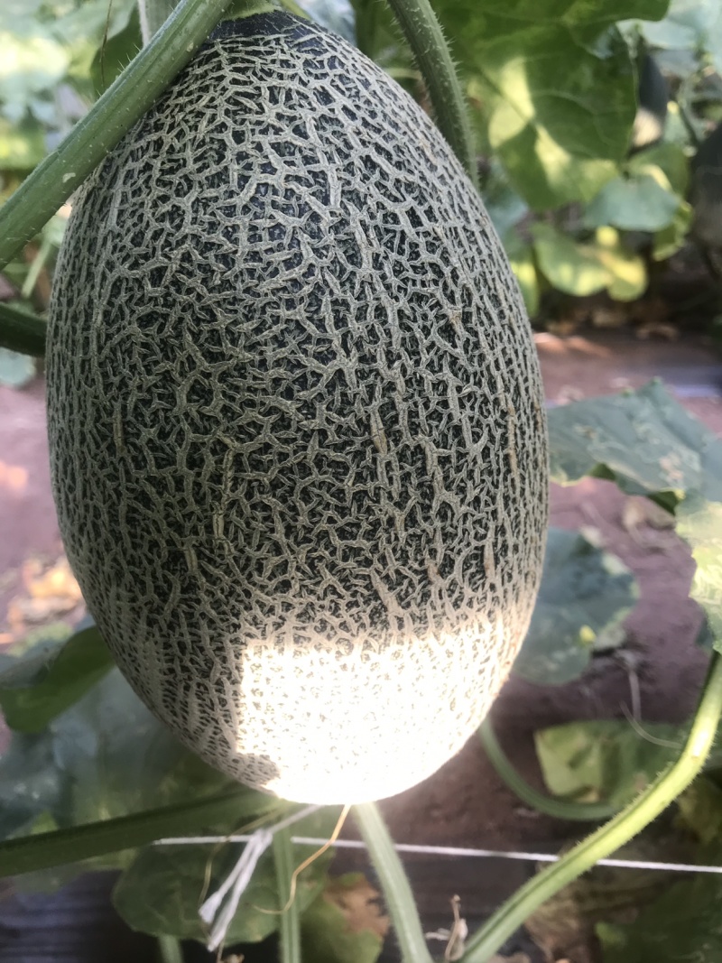 四川攀枝花米易县