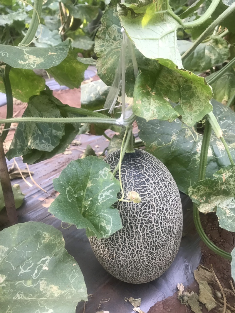 四川攀枝花米易县