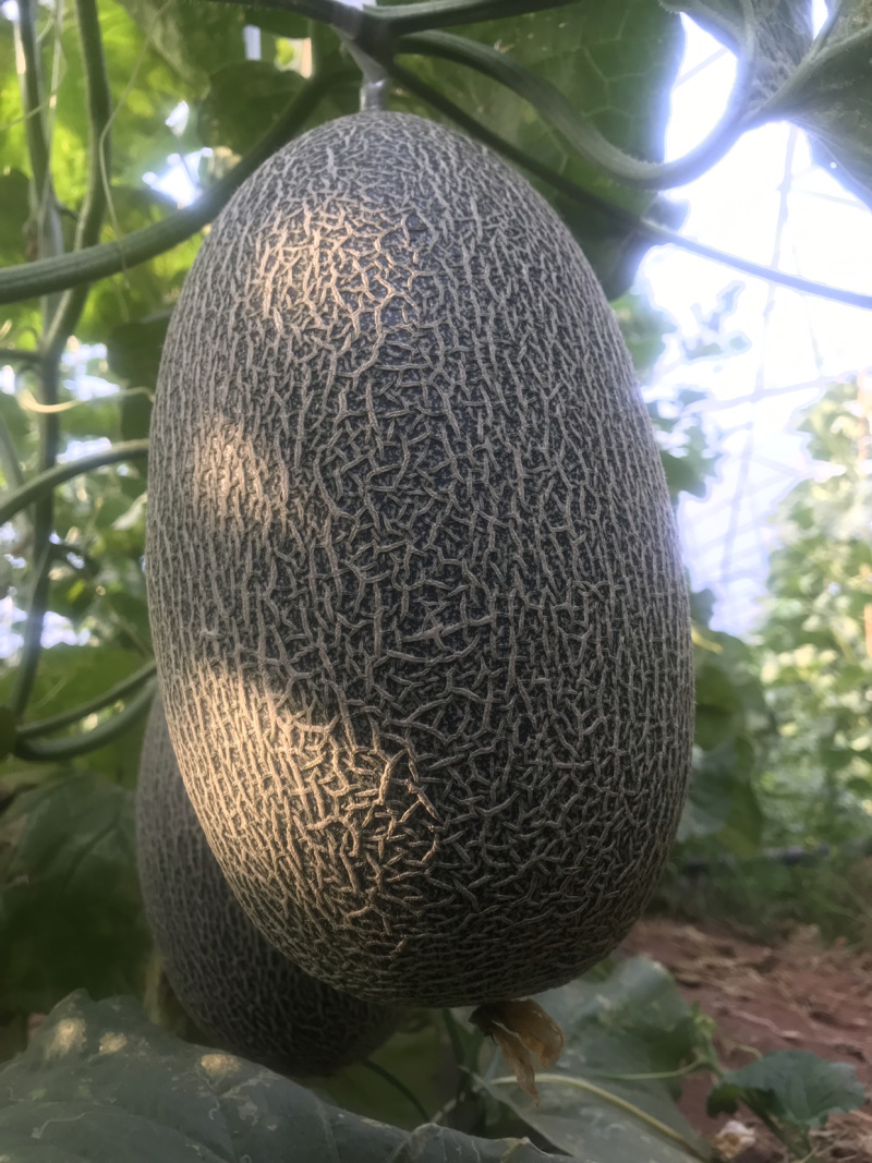 四川攀枝花米易县