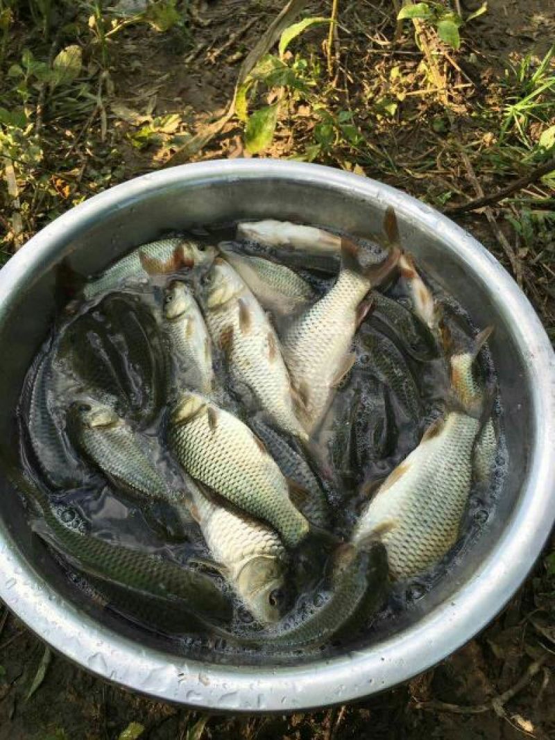 建鲤食用0.5~1公斤