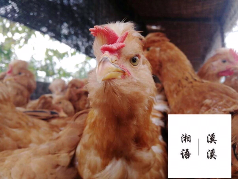 散养童子鸡