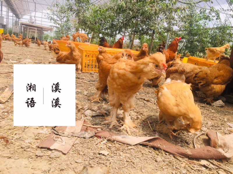 散养童子鸡