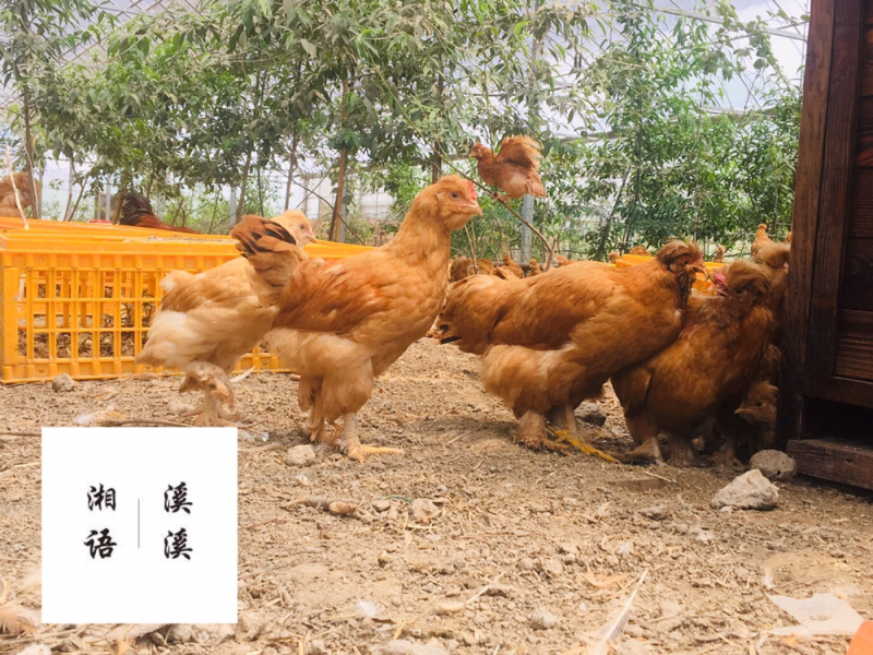 散养童子鸡