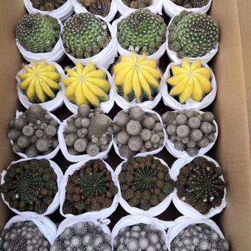 仙人球