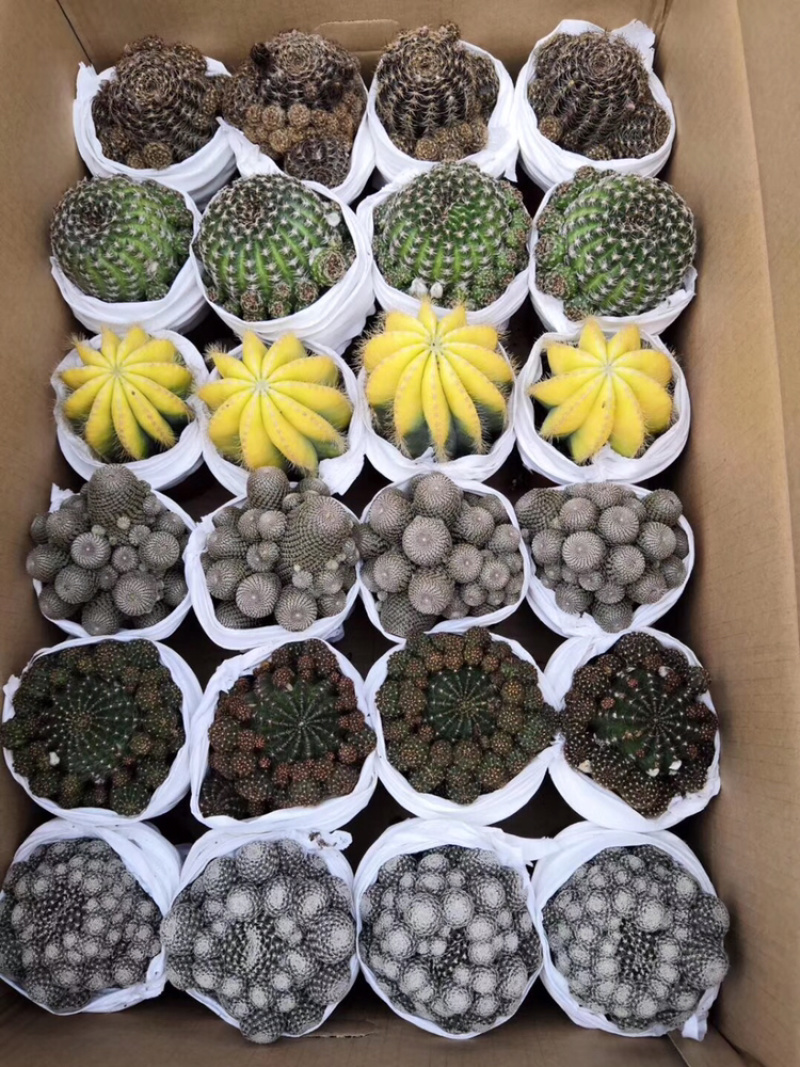 仙人球