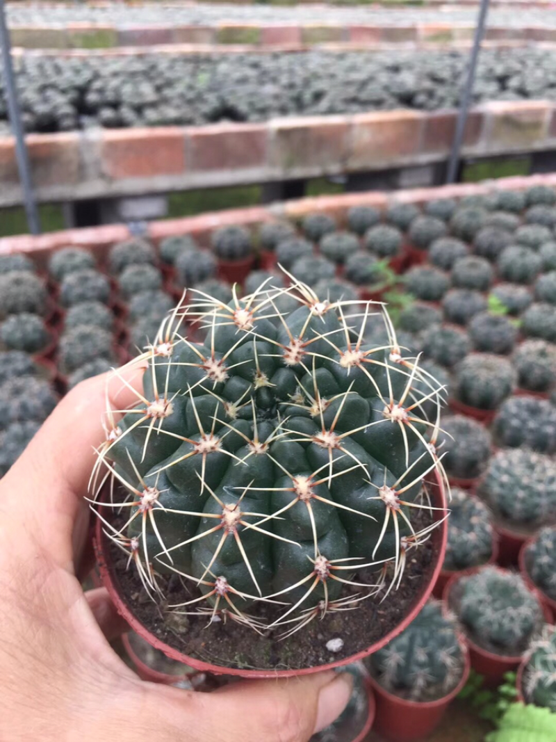 仙人球