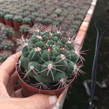 仙人球