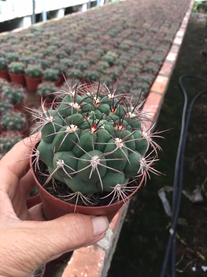 仙人球