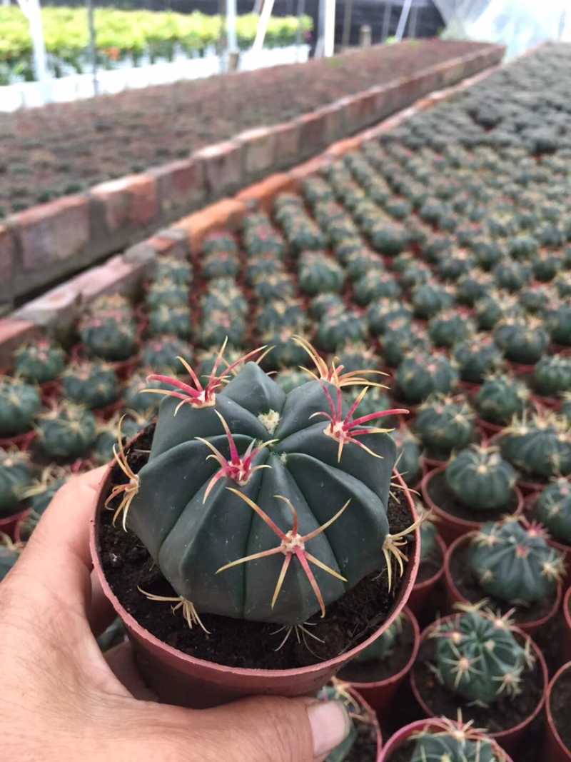 仙人球