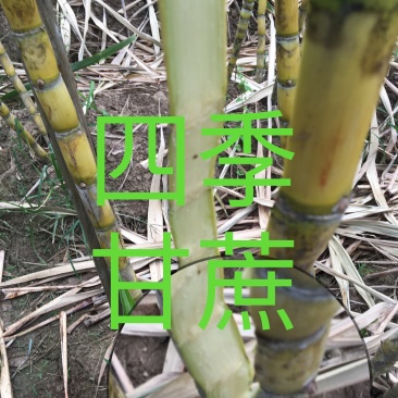 黄皮甘蔗榨汁优选水果甘蔗白甘蔗黄皮果蔗