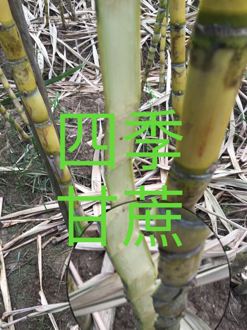 黄皮甘蔗榨汁优选水果甘蔗白甘蔗黄皮果蔗