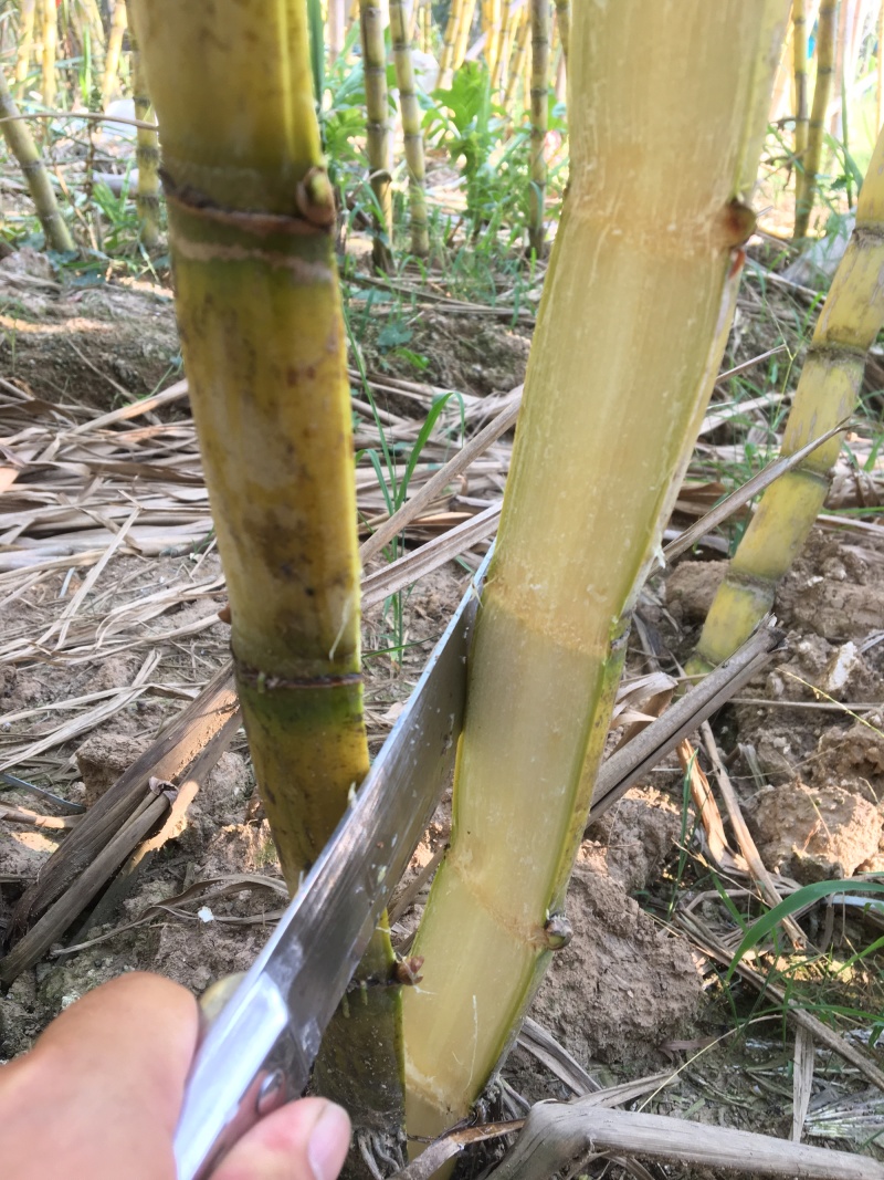 黄皮甘蔗榨汁优选水果甘蔗白甘蔗黄皮果蔗