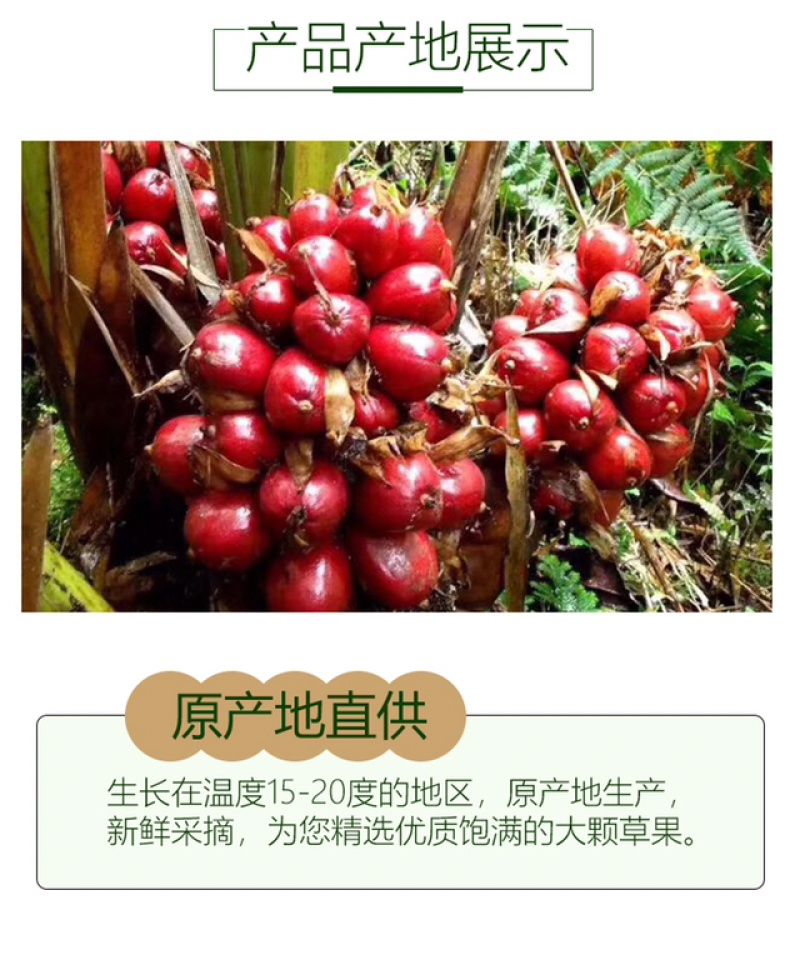 云南草果干货烟熏电烤个大火锅底料香辛料