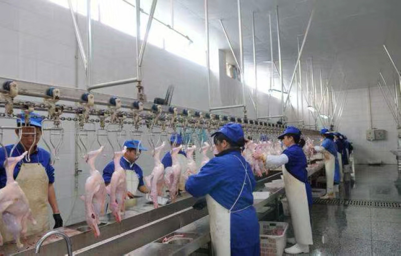 江阴盛源鸭厂白条鸭直销