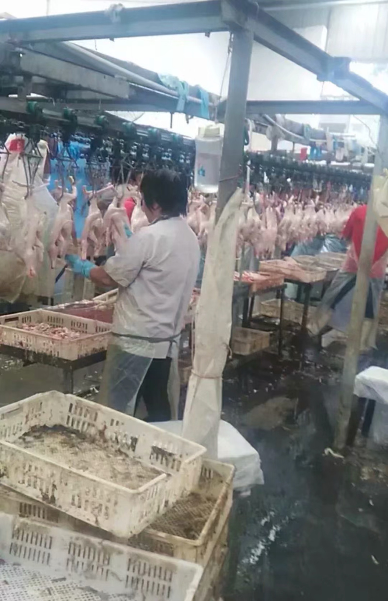 江阴盛源鸭厂白条鸭直销