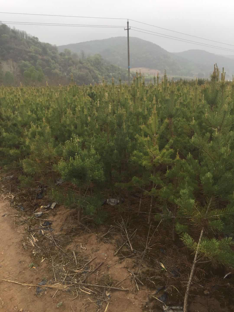 云杉