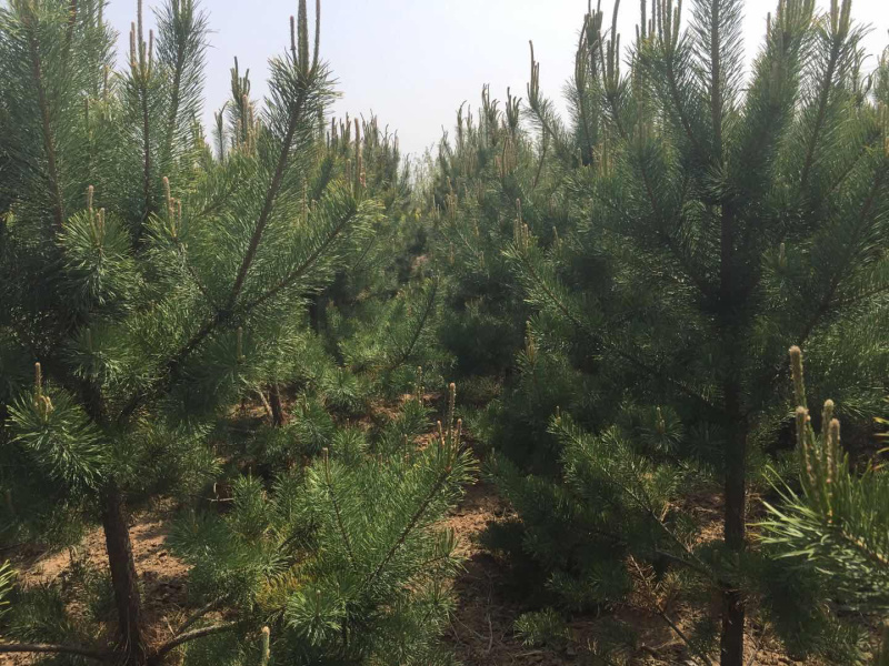 樟子松