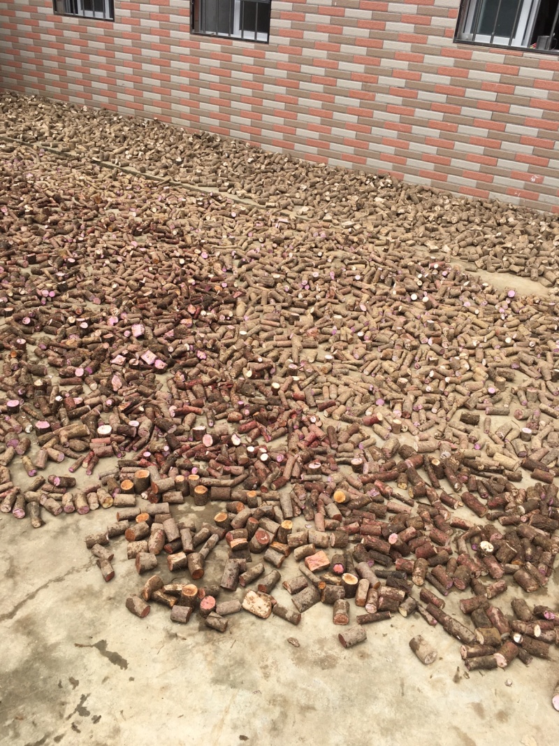 广西紫玉淮山种苗，品种纯正优良品质保证产量高免费支持技术
