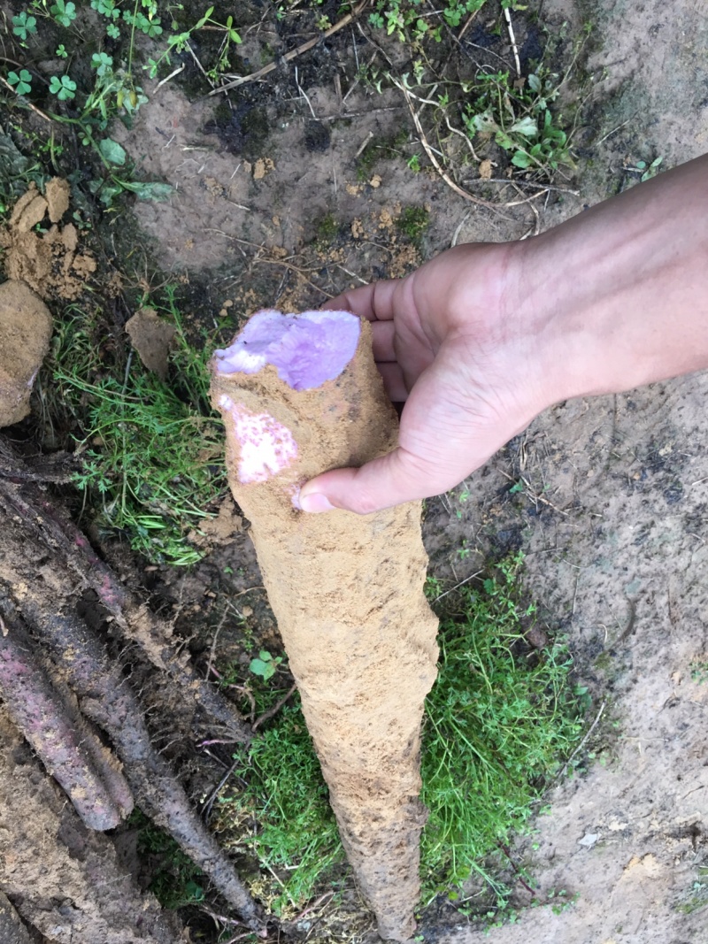 广西紫玉淮山种苗，品种纯正优良品质保证产量高免费支持技术