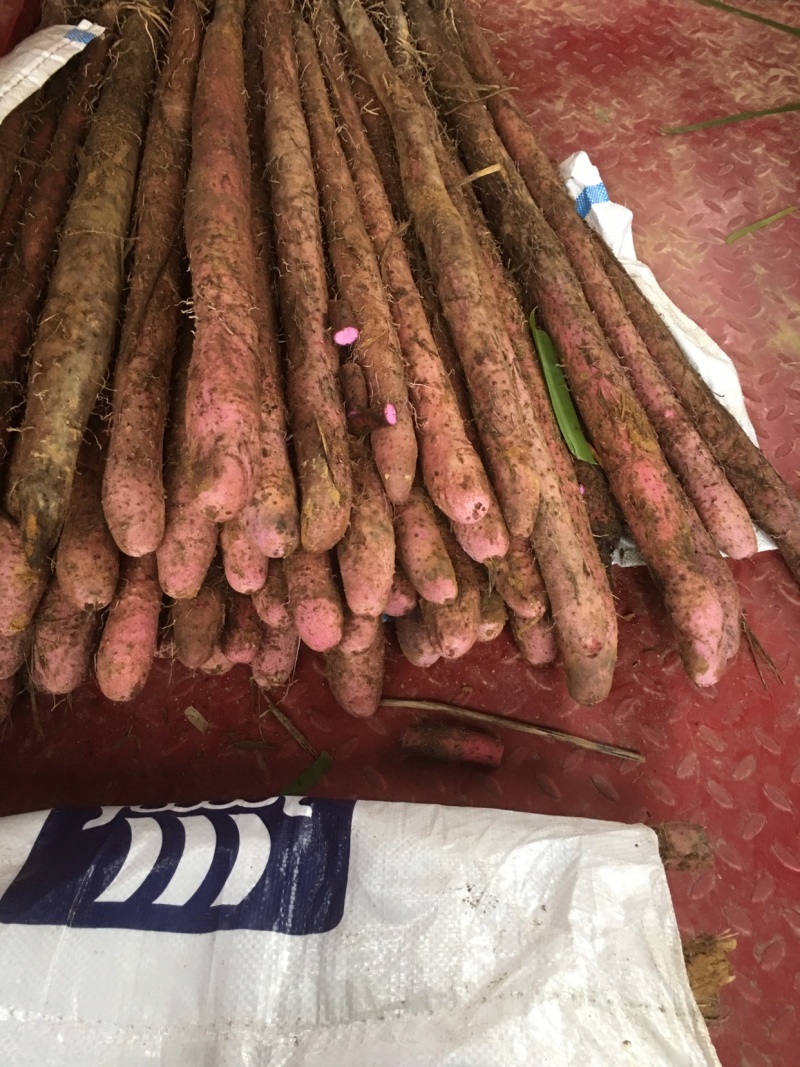 广西紫玉淮山种苗，品种纯正优良品质保证产量高免费支持技术