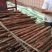 广西紫玉淮山种苗，品种纯正优良品质保证产量高免费支持技术