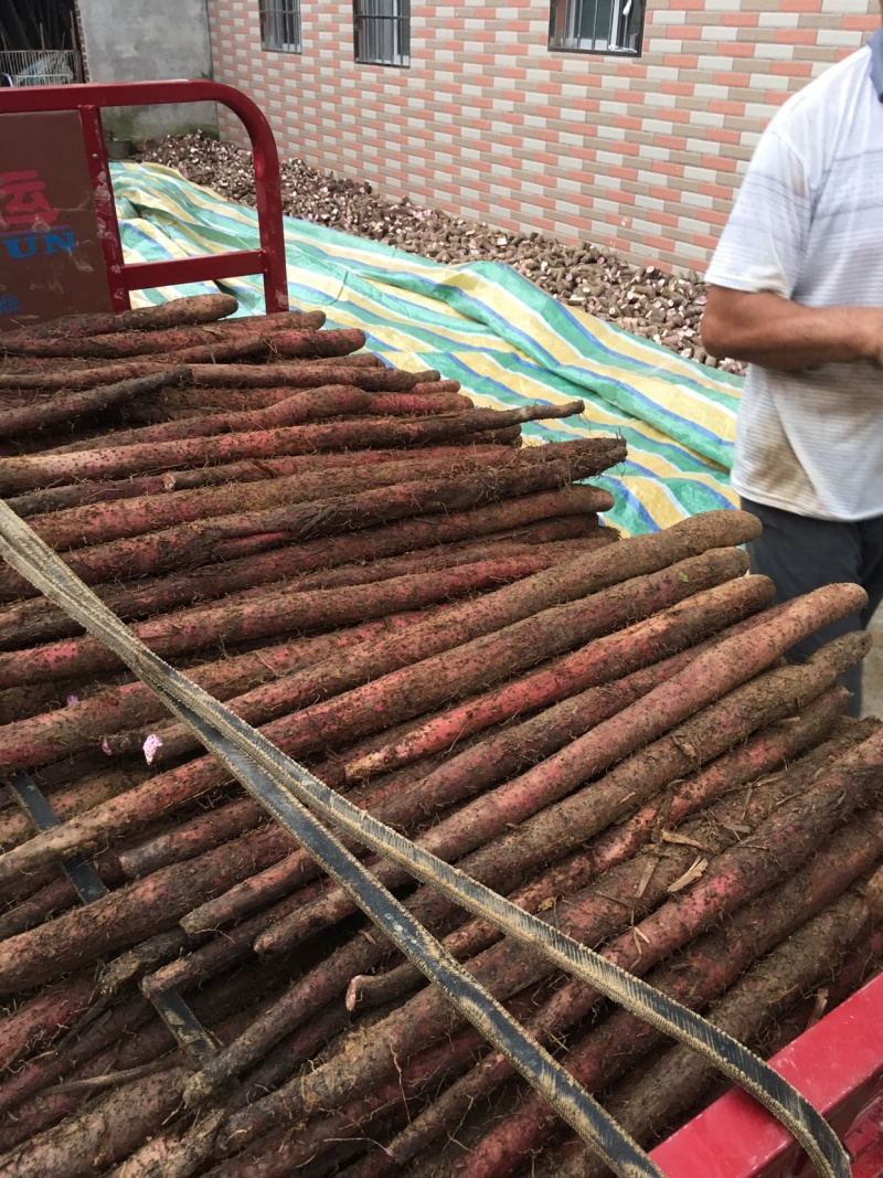 广西紫玉淮山种苗，品种纯正优良品质保证产量高免费支持技术