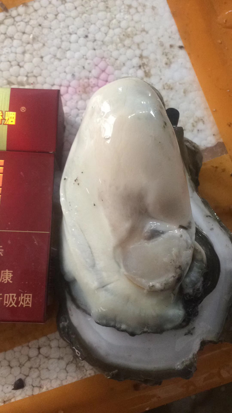 巨肥台山生蚝一斤三个，8元一斤包物流